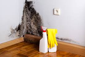 Why You Should Choose Our Mold Remediation Services in Los Altos, CA